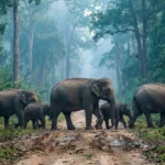 A family of Asian elephants crossing a muddy safari track in Jaldapara National Park, West Bengal, surrounded by dense Sal forest and lush greenery—professional wildlife photography.