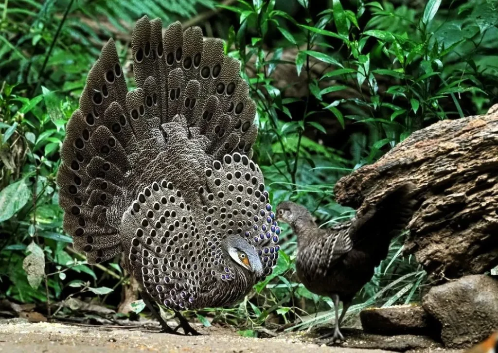 Majestic Asian tusker elephant reaching for a tree branch in the lush green jungles of North Bengal, captured in golden hour sunlight – wildlife photography.