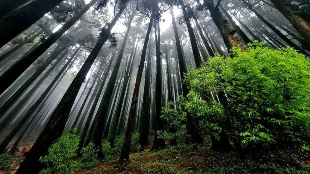 A dense, misty pine forest in the Himalayan foothills of North Bengal - Lepcha Jagat with towering trees stretching into a foggy sky.