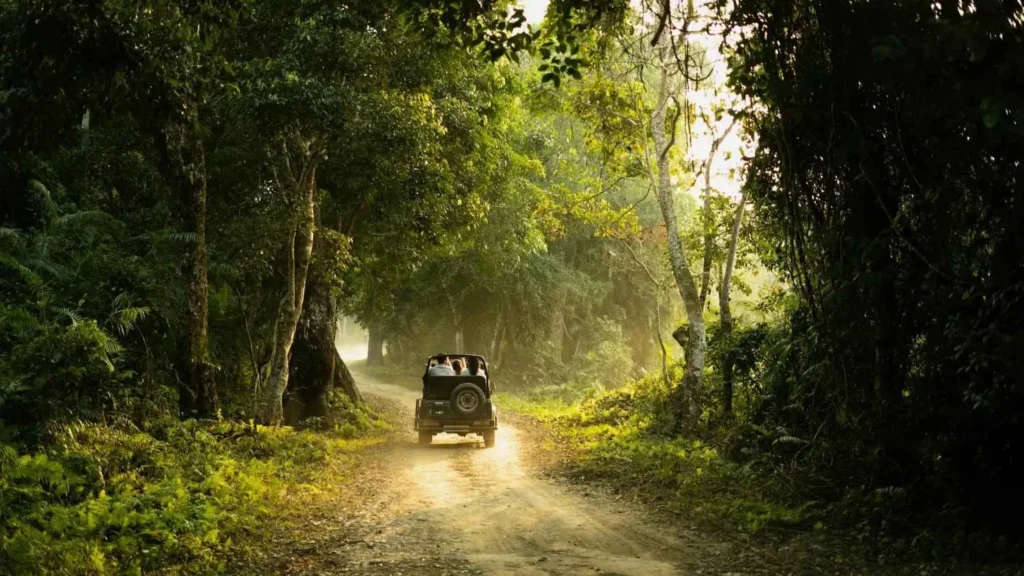 A jungle jeep safari driving through a sun-drenched, lush green forest trail - Bhoboghure.in.